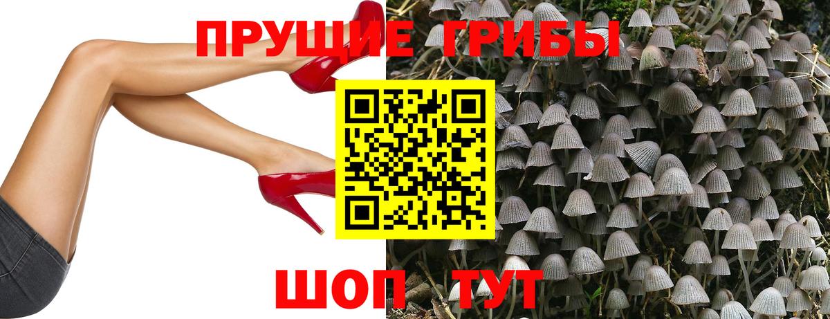 Псилоцибиновые грибы Psilocybe Сунжа